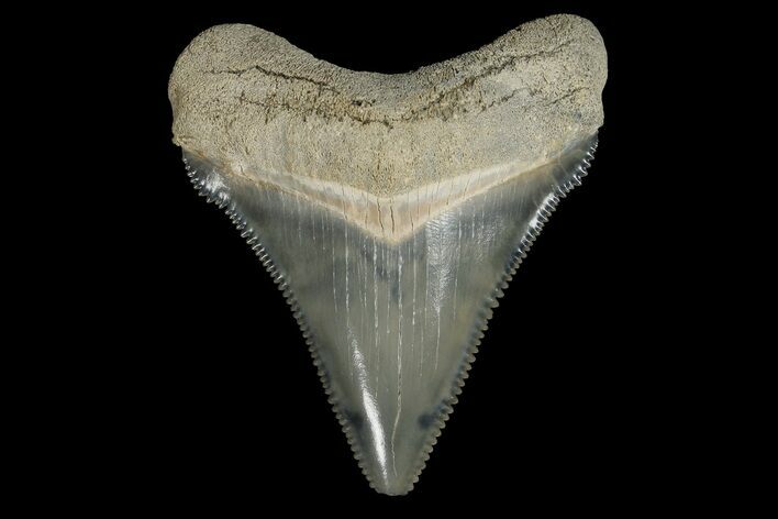 Serrated, Fossil Megalodon Tooth - Aurora, North Carolina #179795